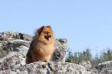 SPITZ ALLEMAND 148
